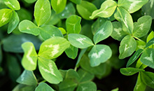 Establishing and managing white clover in the sward